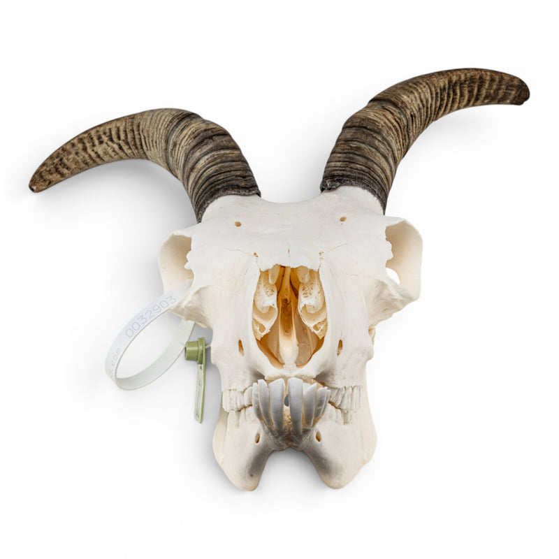 Real Bighorn Sheep Skull