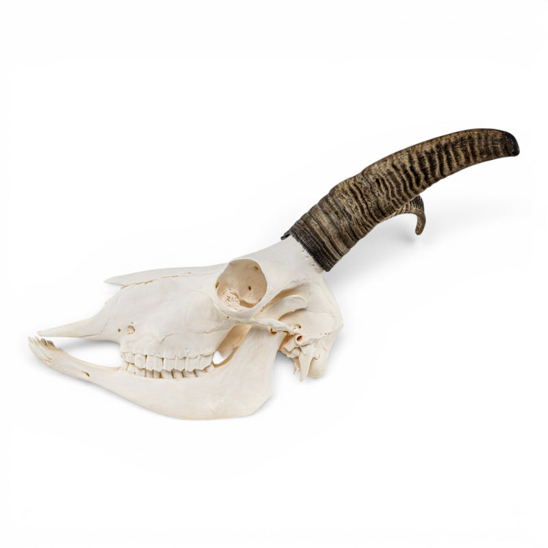 Real Bighorn Sheep Skull