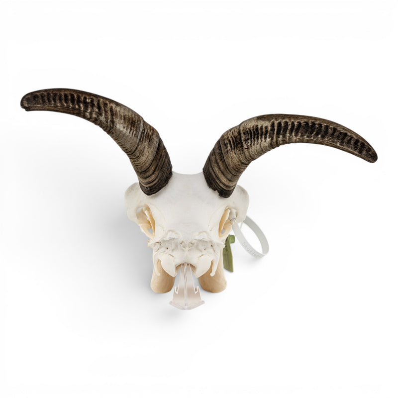 Real Bighorn Sheep Skull
