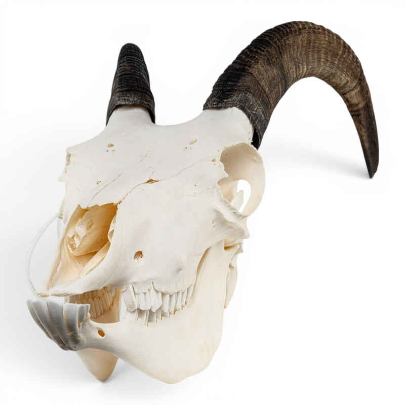 Real Bighorn Sheep Skull