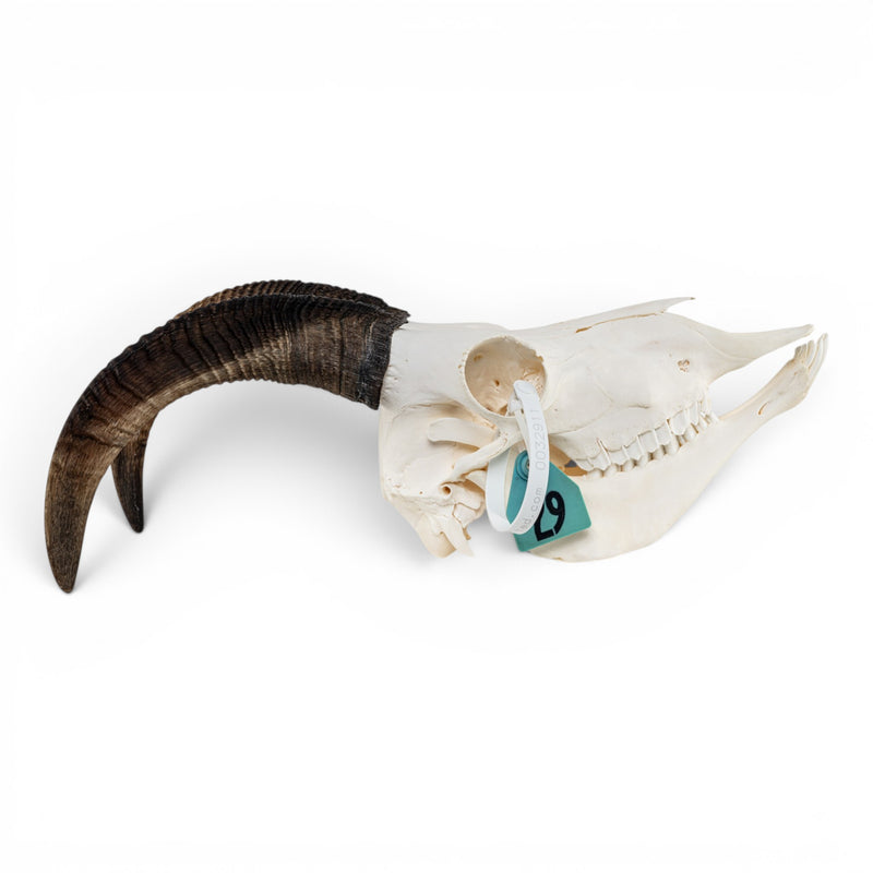 Real Bighorn Sheep Skull