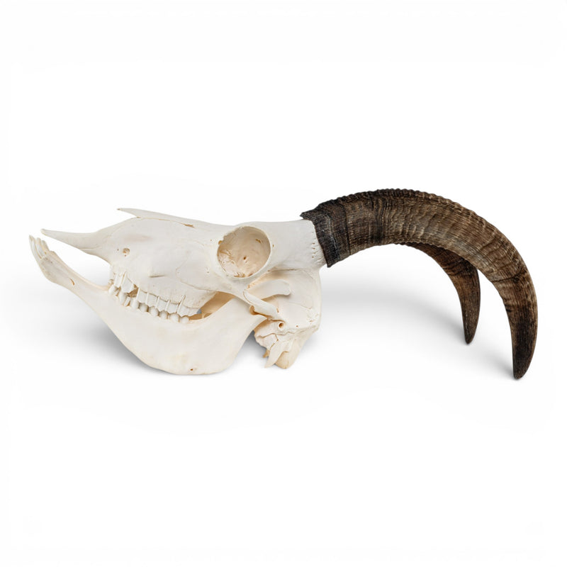 Real Bighorn Sheep Skull