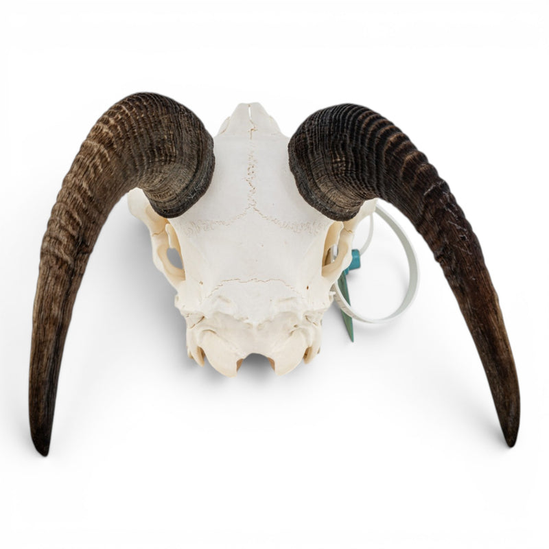 Real Bighorn Sheep Skull