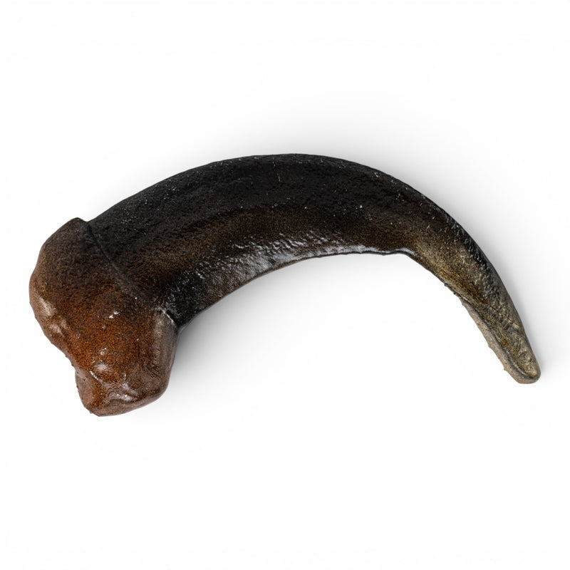 Replica Grizzly Bear Claw