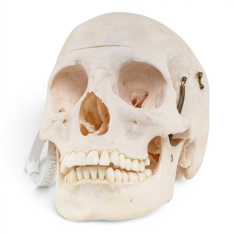 Real Human Skull