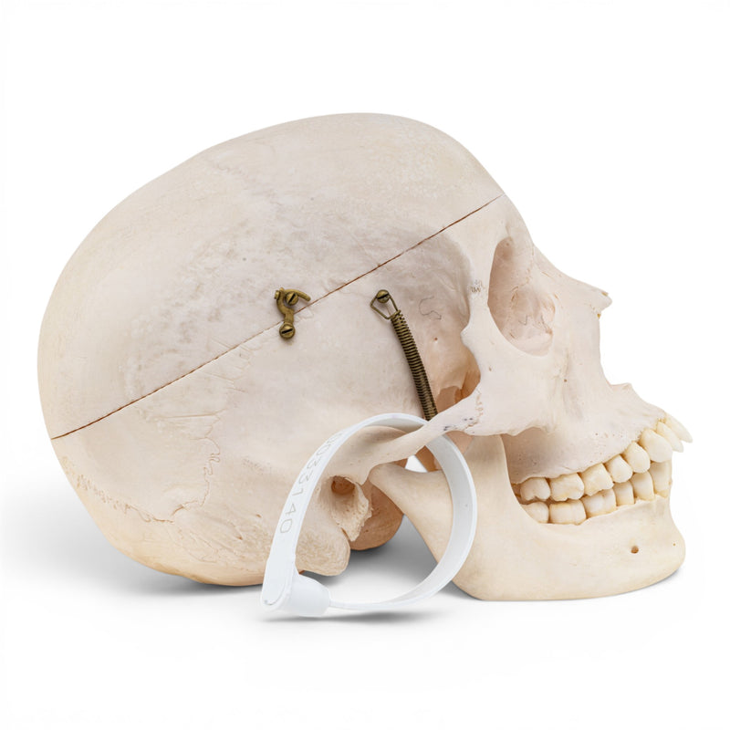 Real Human Skull