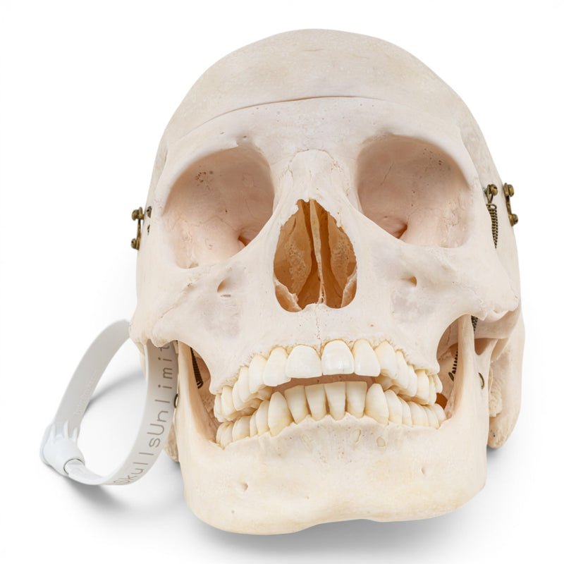 Real Human Skull