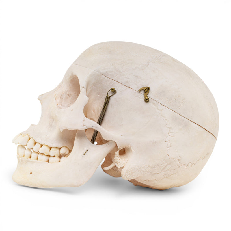 Real Human Skull