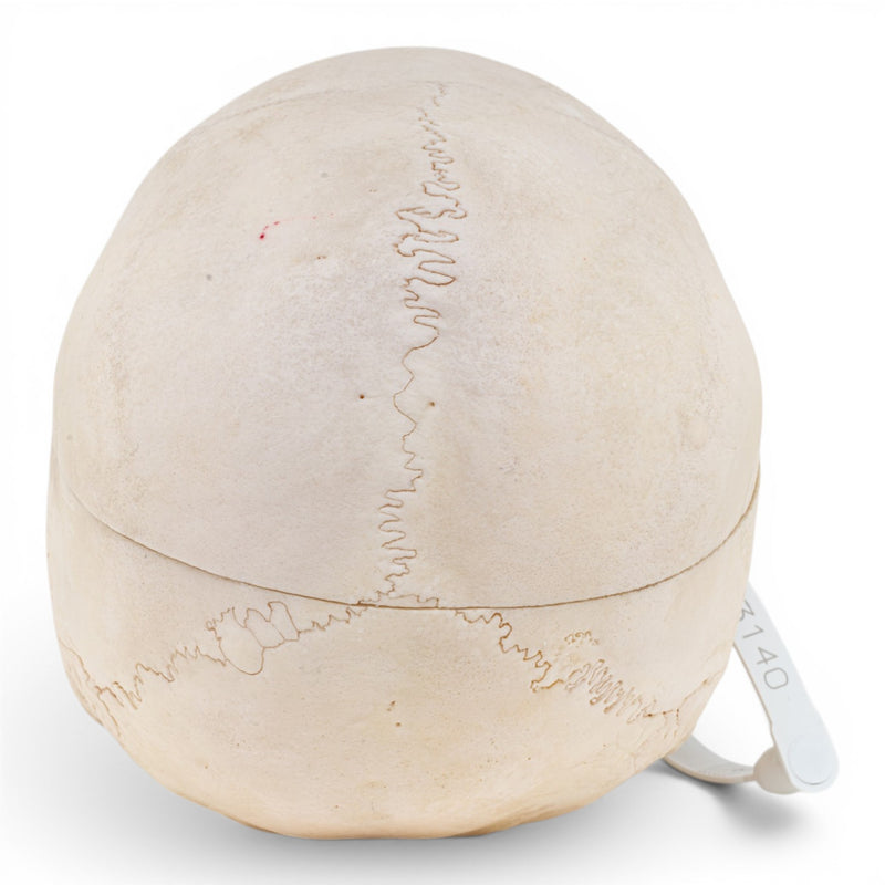 Real Human Skull