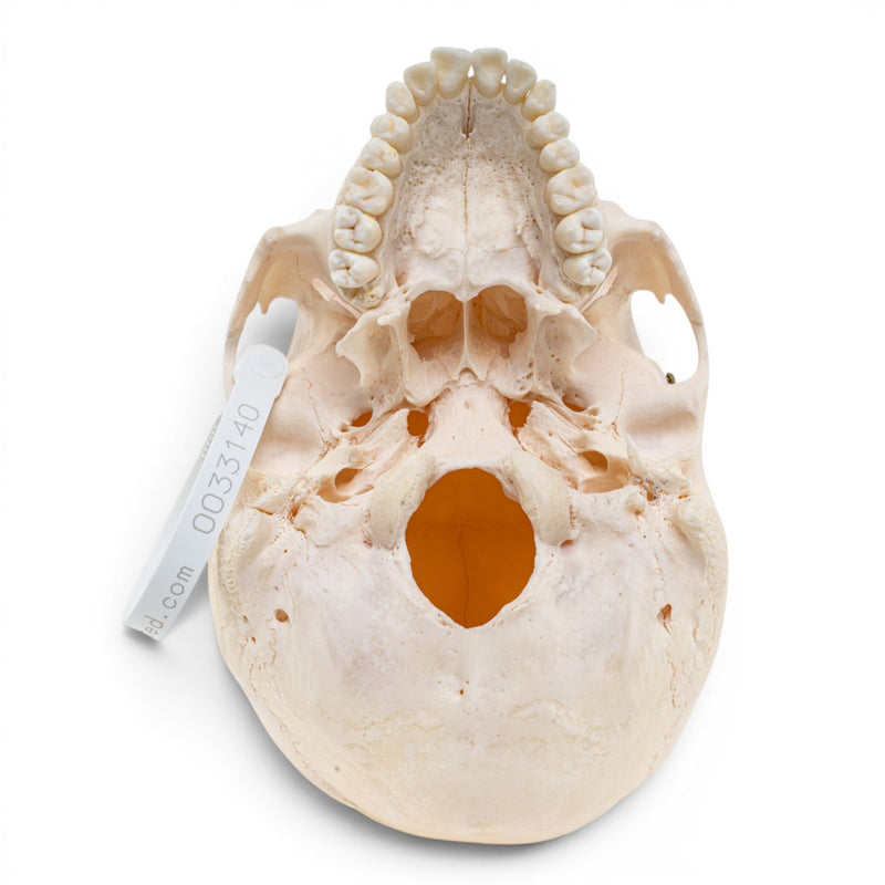 Real Human Skull