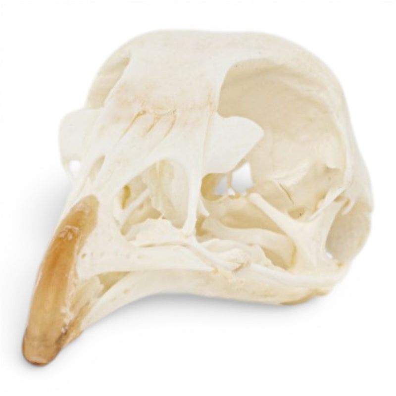 Real Chukar Skull - Pathology