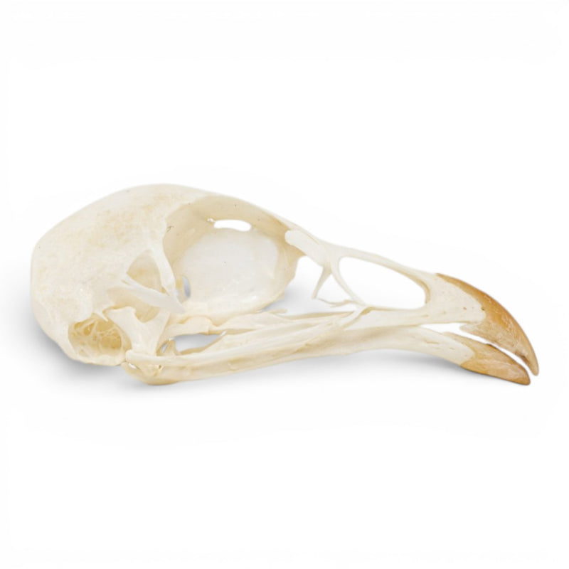 Real Chukar Skull - Pathology