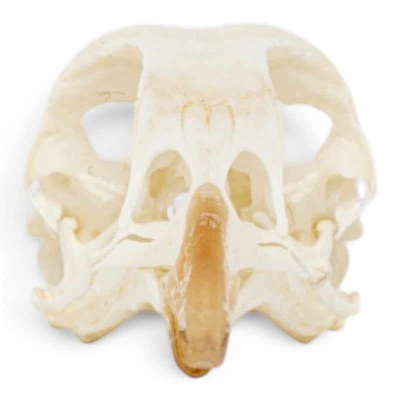 Real Chukar Skull - Pathology