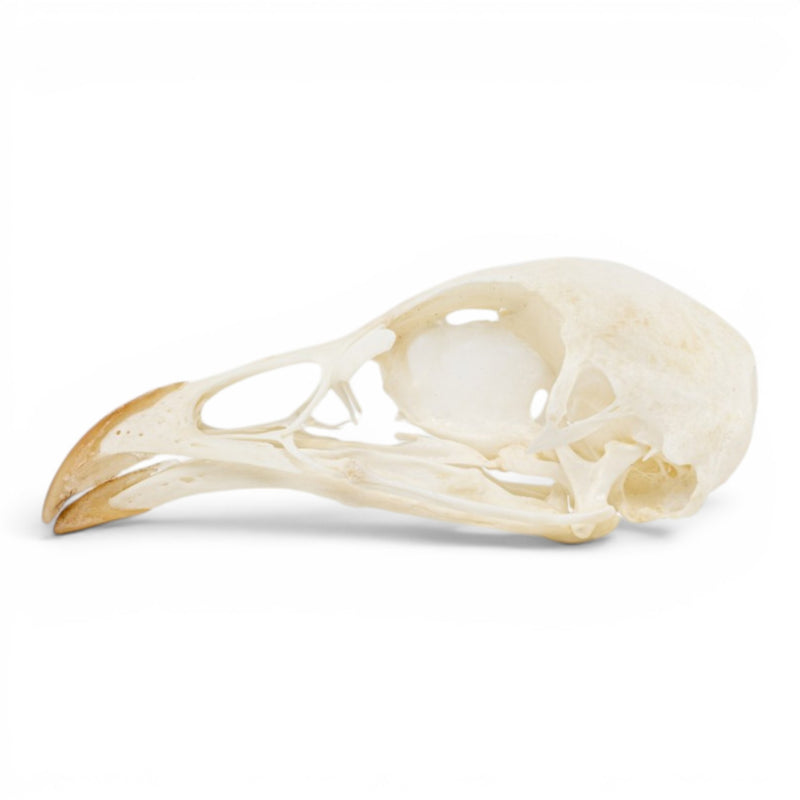Real Chukar Skull - Pathology