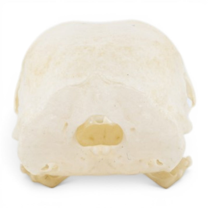 Real Chukar Skull - Pathology