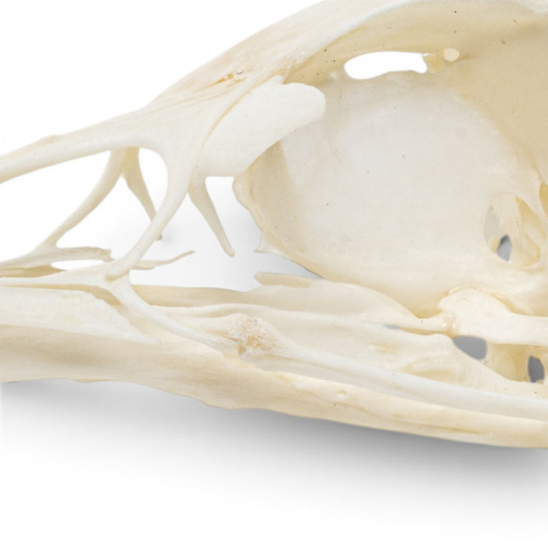 Real Chukar Skull - Pathology
