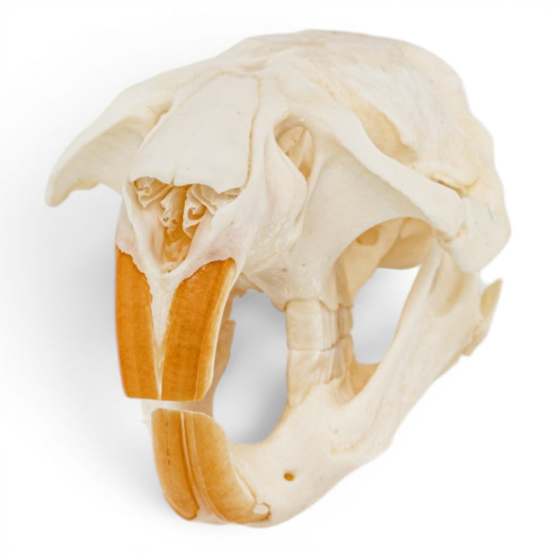 Real Muskrat Skull - Pathology