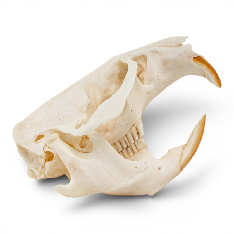 Real Muskrat Skull - Pathology