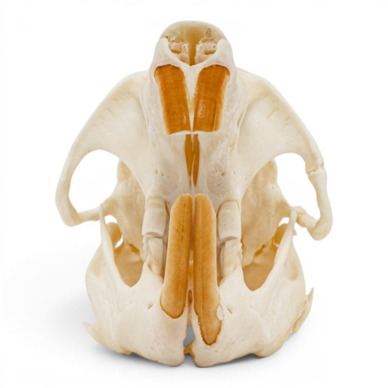 Real Muskrat Skull - Pathology
