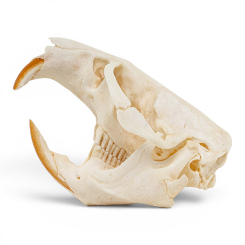 Real Muskrat Skull - Pathology