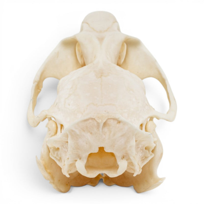 Real Muskrat Skull - Pathology