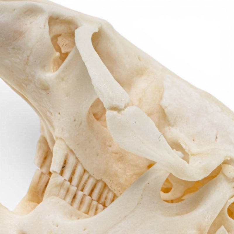 Real Muskrat Skull - Pathology