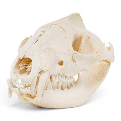 Real American Opossum Skull - Pathology
