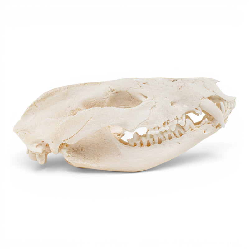 Real American Opossum Skull - Pathology