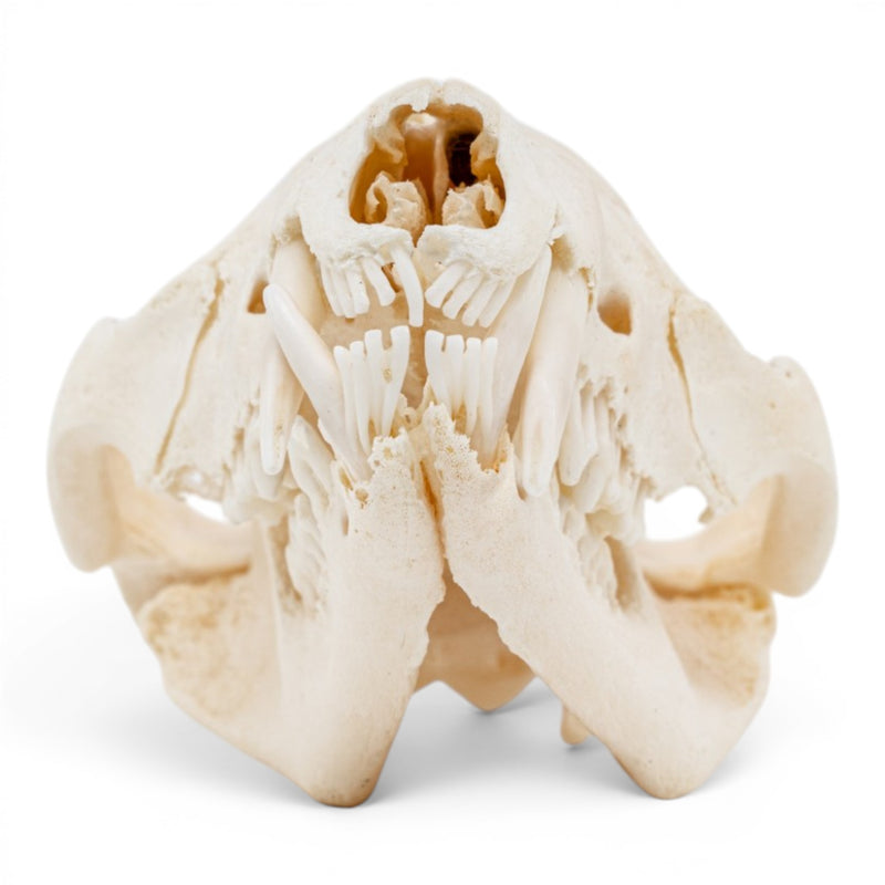 Real American Opossum Skull - Pathology