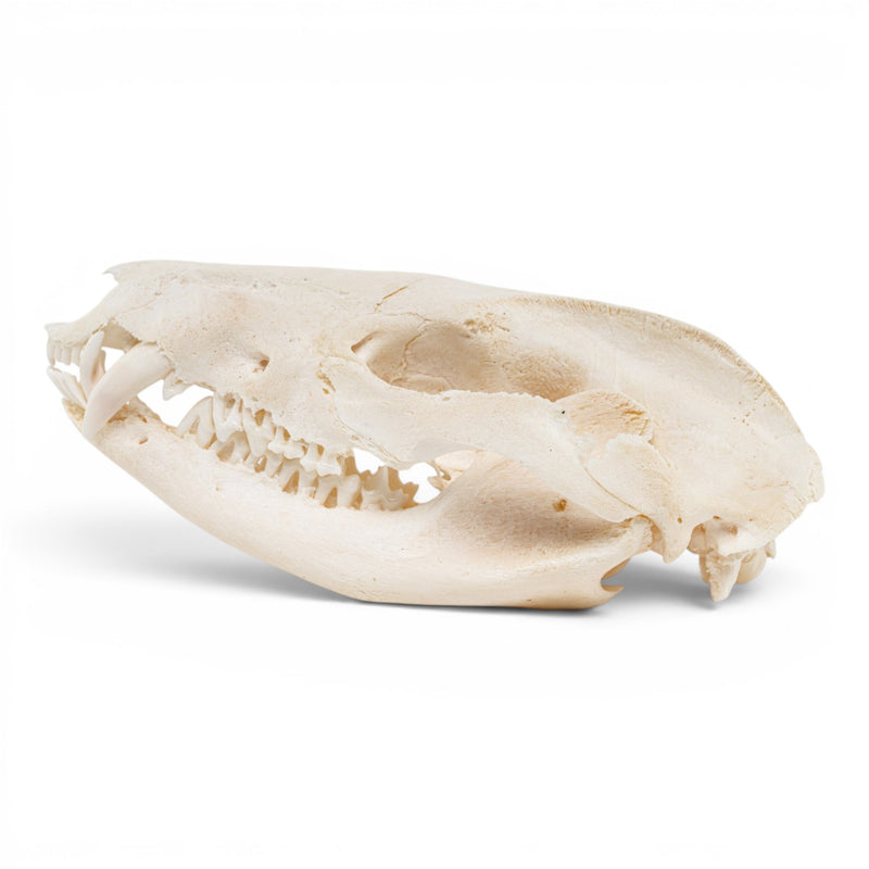 Real American Opossum Skull - Pathology