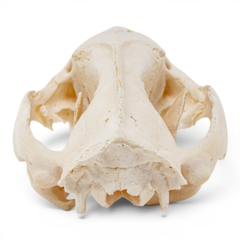 Real American Opossum Skull - Pathology