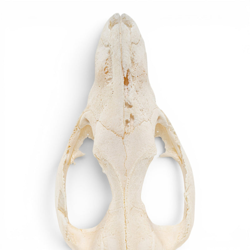 Real American Opossum Skull - Pathology