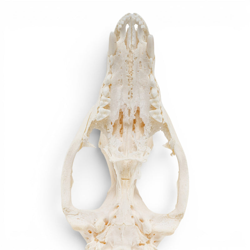 Real American Opossum Skull - Pathology