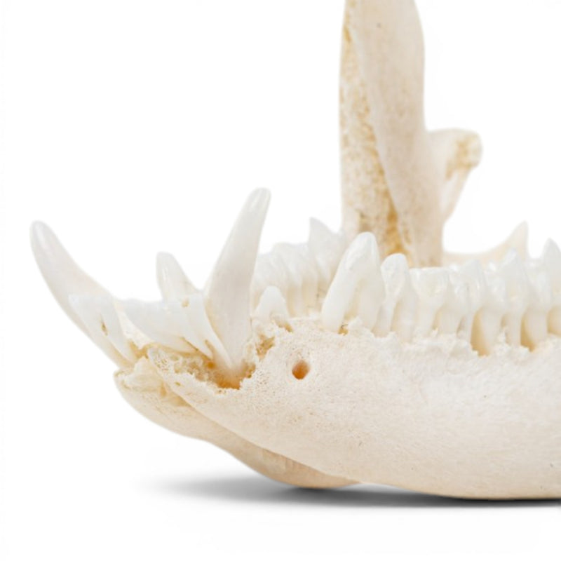 Real American Opossum Skull - Pathology