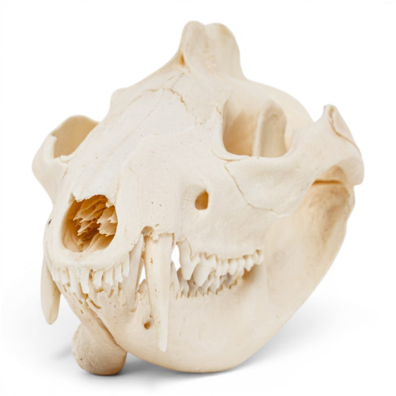 Real American Opossum Skull - Pathology