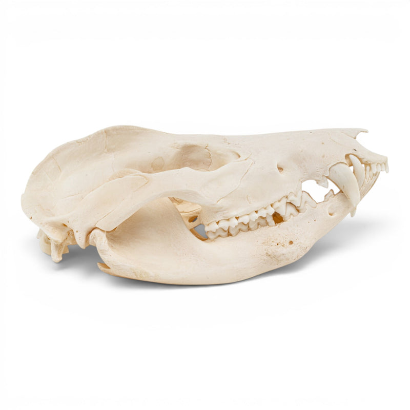 Real American Opossum Skull - Pathology