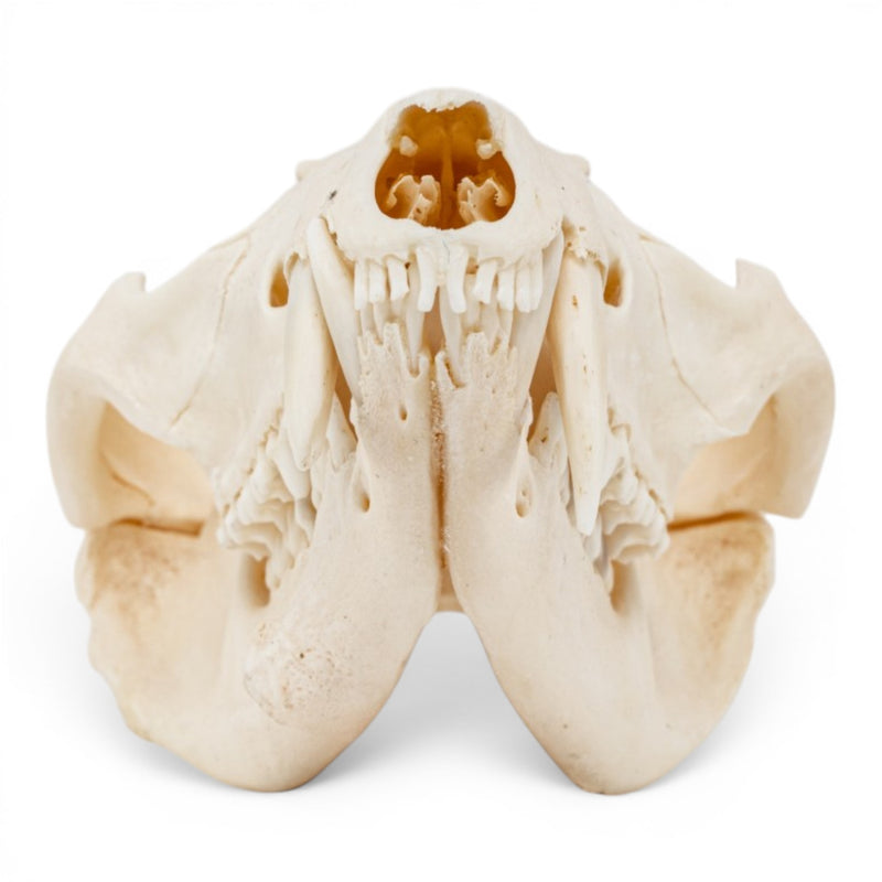 Real American Opossum Skull - Pathology