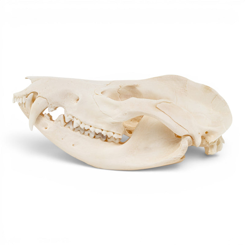 Real American Opossum Skull - Pathology