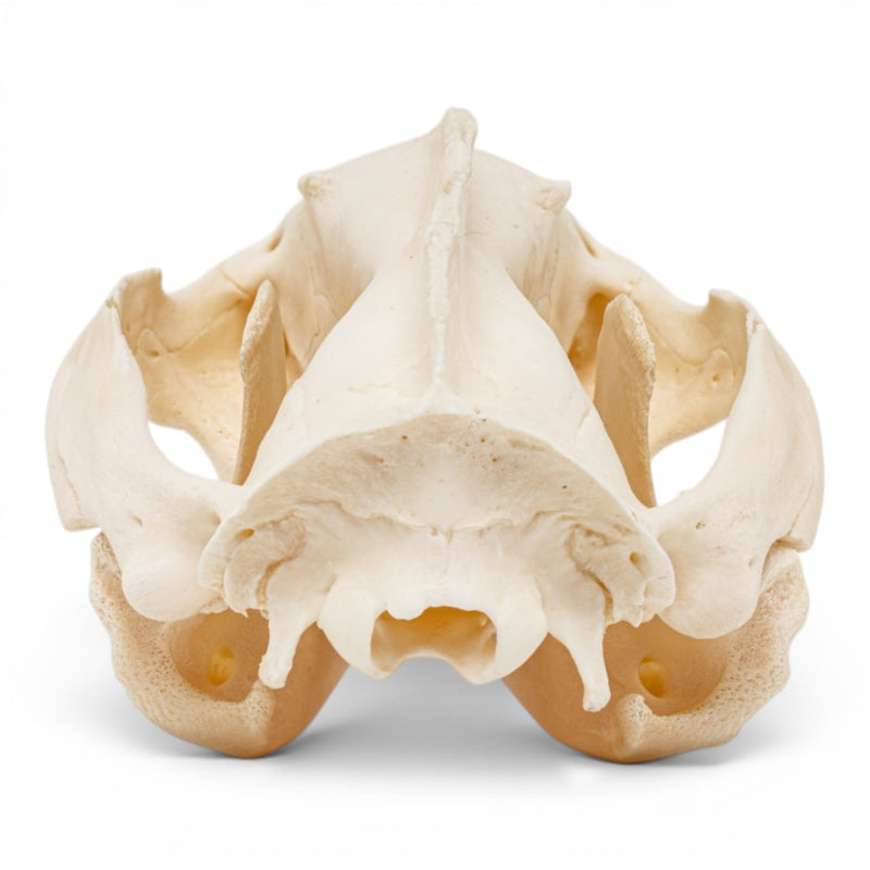 Real American Opossum Skull - Pathology