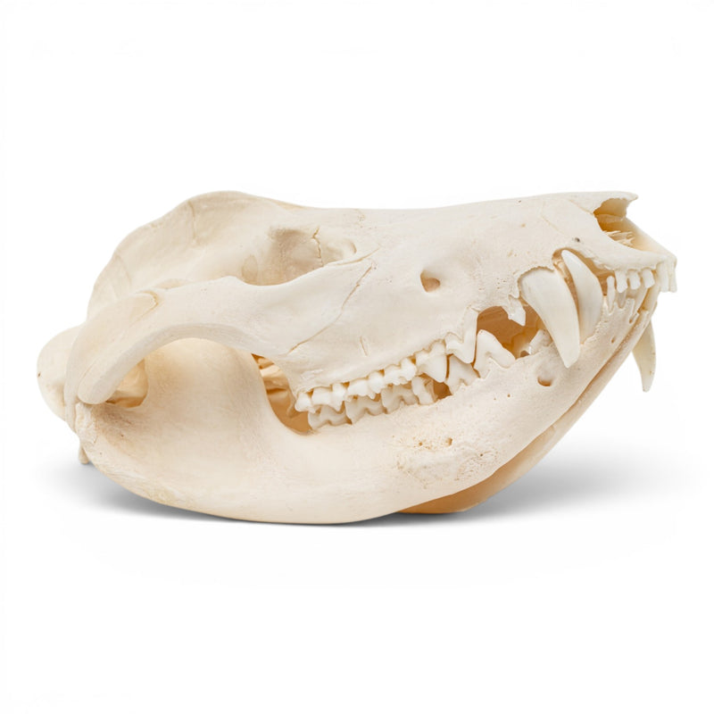 Real American Opossum Skull - Pathology