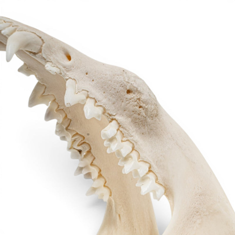 Real American Opossum Skull - Pathology