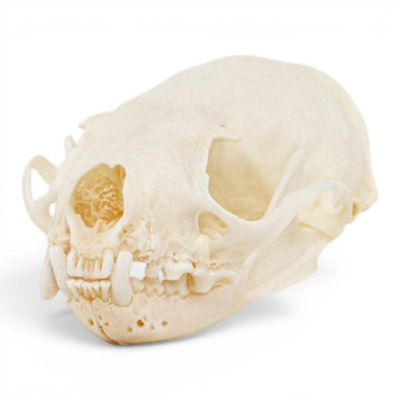 Real Mink Skull - Pathology