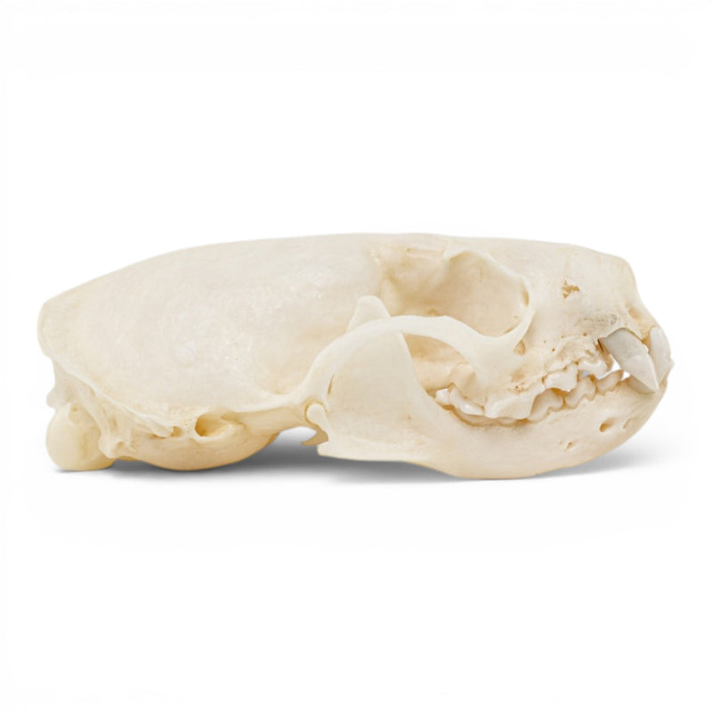 Real Mink Skull - Pathology