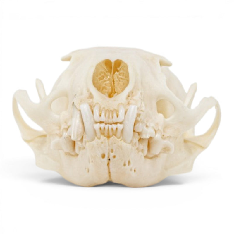 Real Mink Skull - Pathology