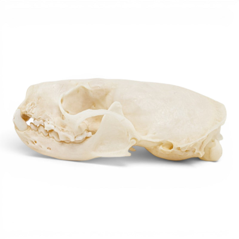 Real Mink Skull - Pathology