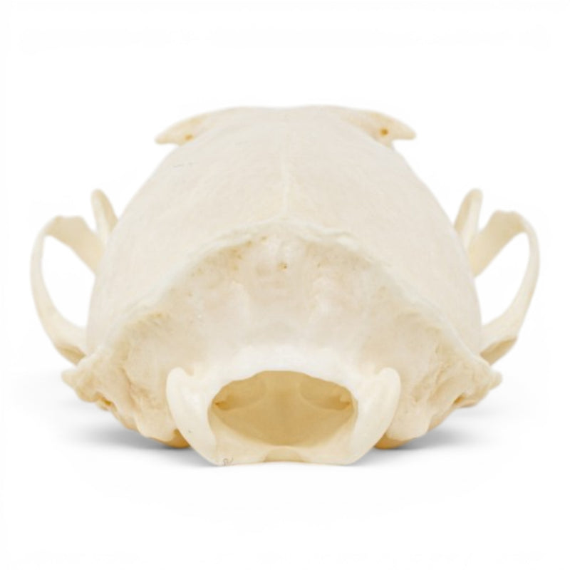 Real Mink Skull - Pathology