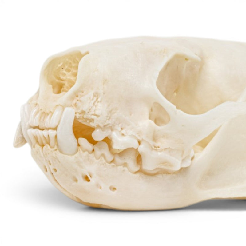 Real Mink Skull - Pathology