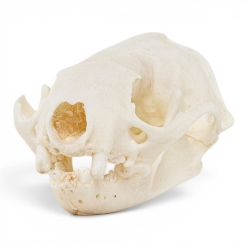 Real Mink Skull - Pathology
