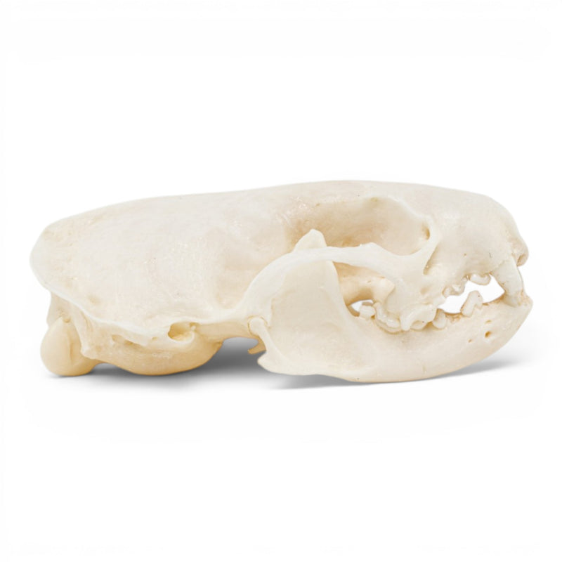 Real Mink Skull - Pathology