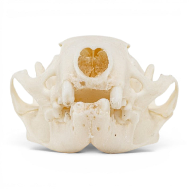 Real Mink Skull - Pathology